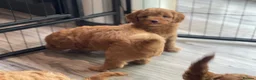 Cavapoo dogs for sale: ⭐️Top Quality Health Tested Toy Cavapoo Puppies⭐️ - Advert 12