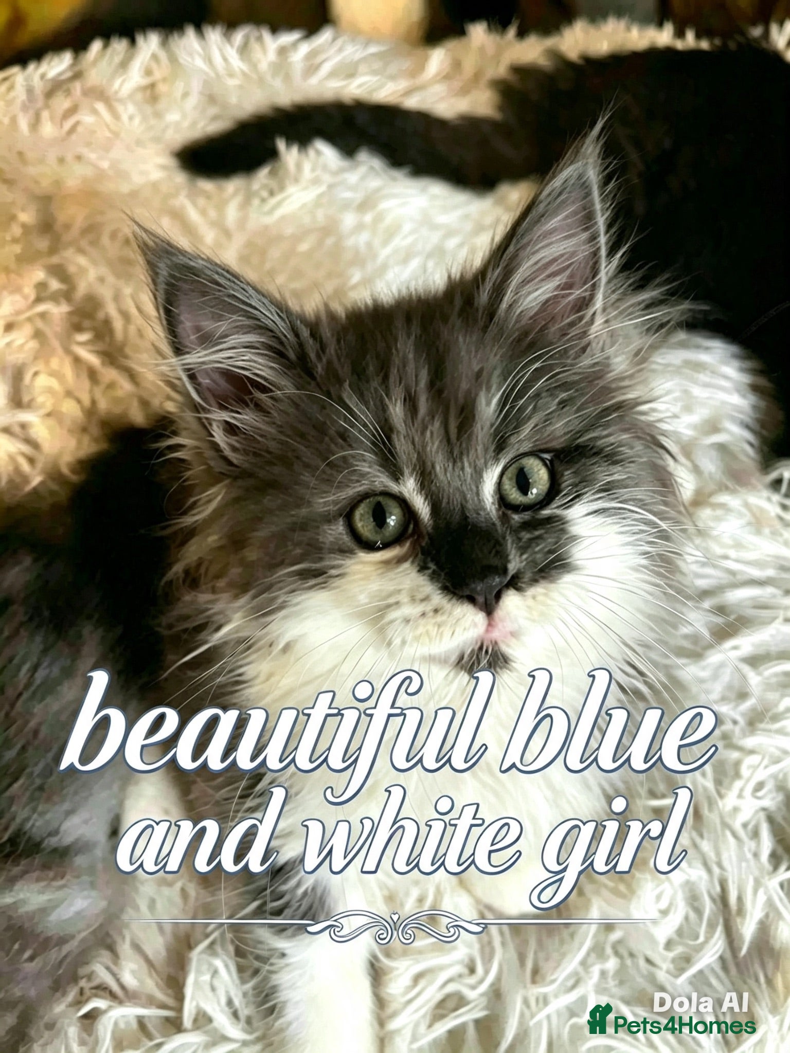 Maine Coon cats Mainecoon babies ready now rare chocolate brown - Advert 3