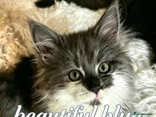 Maine Coon cats Mainecoon babies ready now rare chocolate brown - Advert 3