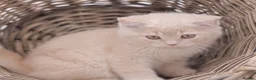 British Shorthair cats for sale: READY NOW REGISTERED CHUNKY BRITISH SHORTHAIRS - Advert 6