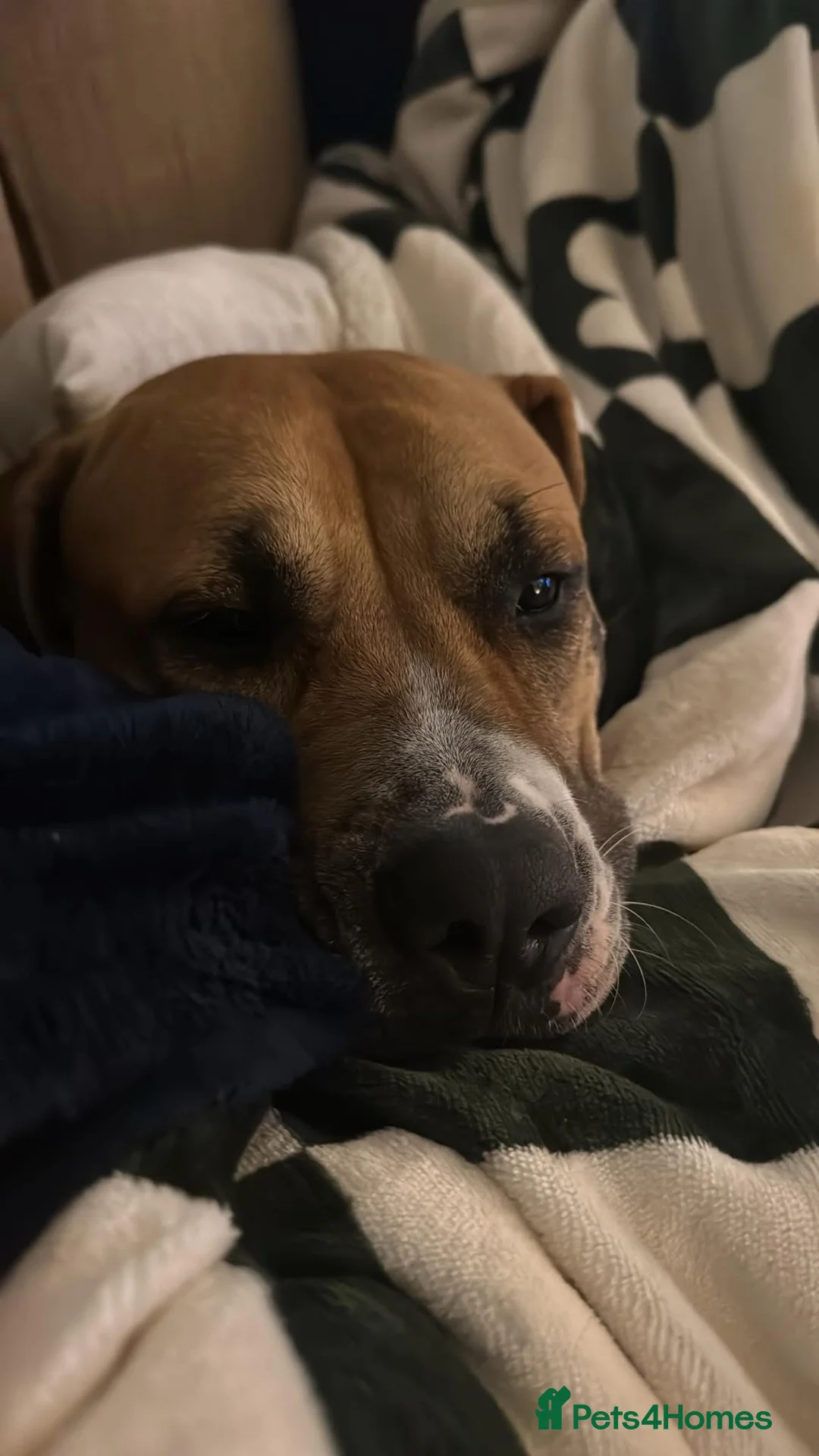 Presa Canario dogs for sale: Female Presa Canario free to loving home - Advert 2