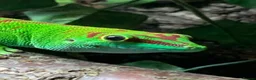 Gecko reptiles for sale: Giant Day gecko adult pair - Advert 2