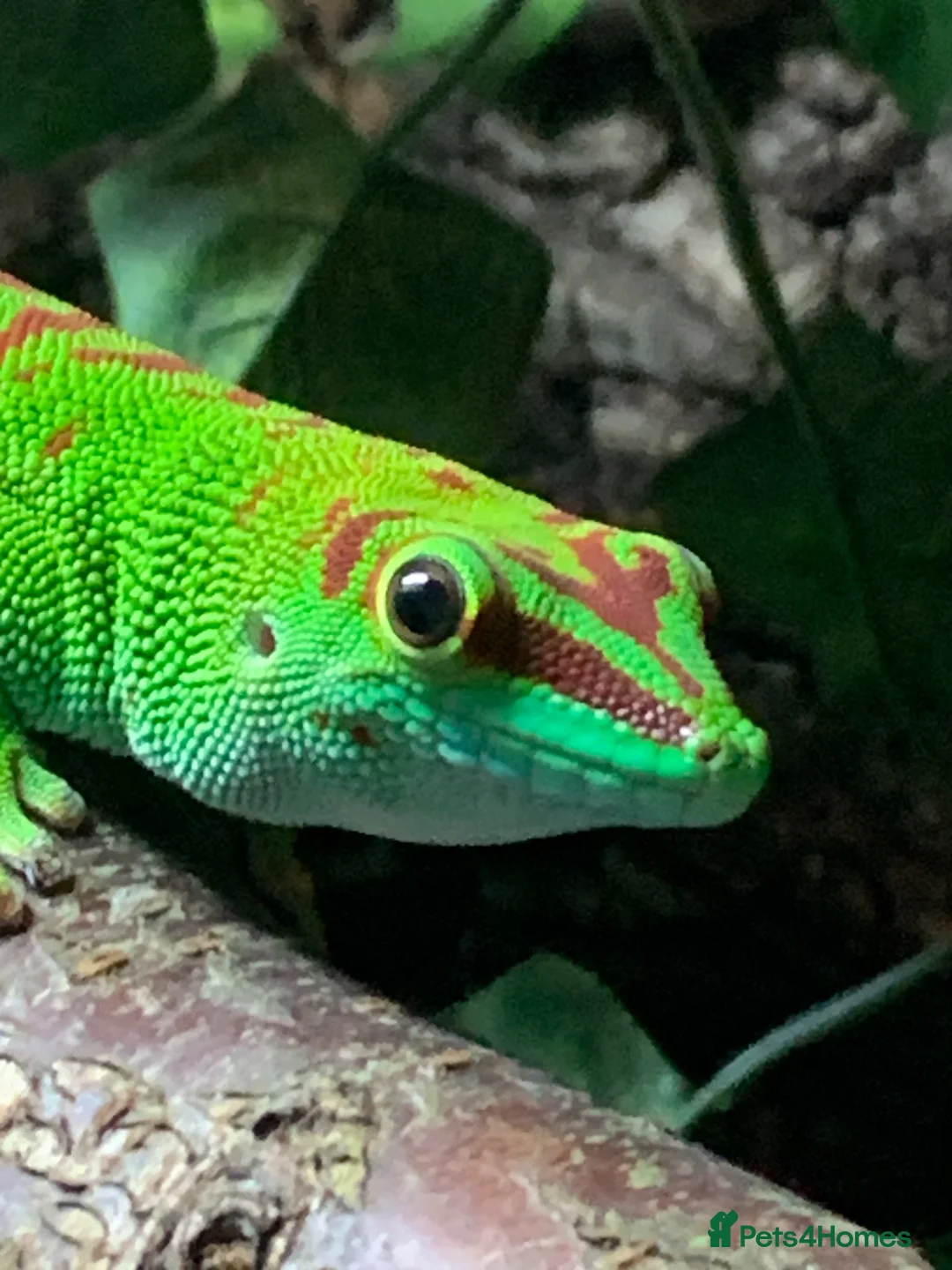 Gecko reptiles for sale: Giant Day gecko adult pair - Advert 2