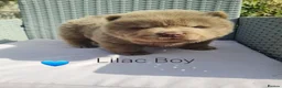 Chow Chow dogs for sale: Quality chow chow puppies.  - Advert 7
