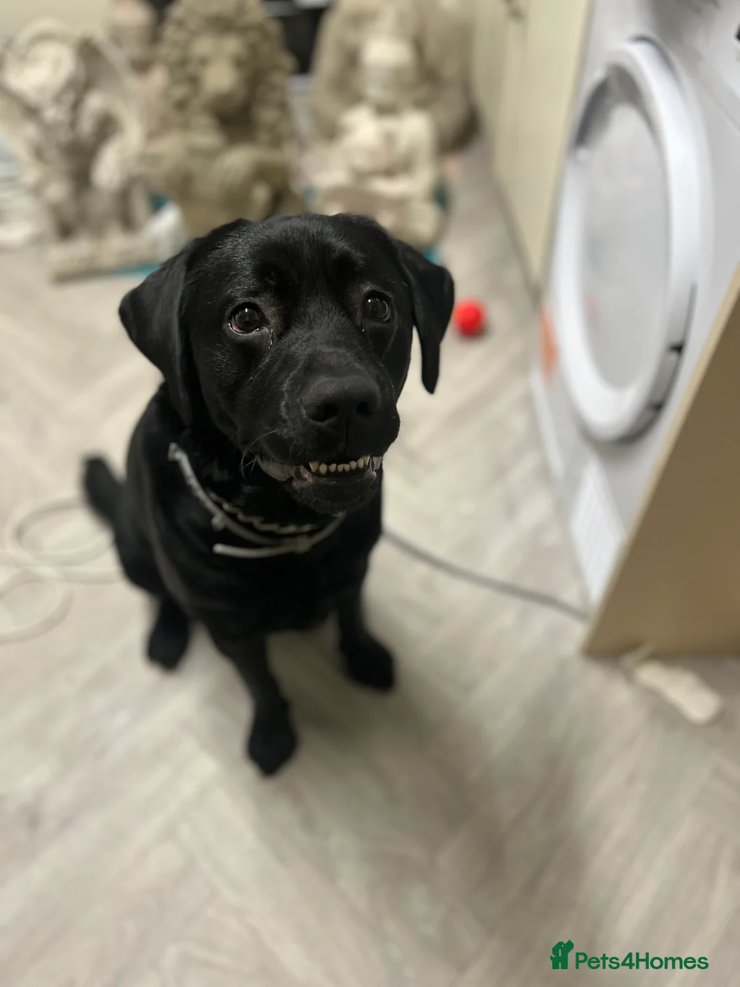 Labrador Retriever dogs for sale: Black lab - Advert 1