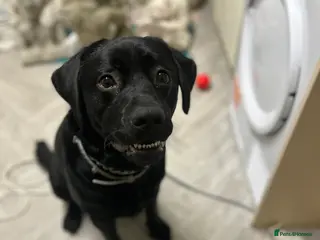 Labrador Retriever dogs Black lab - Advert 2