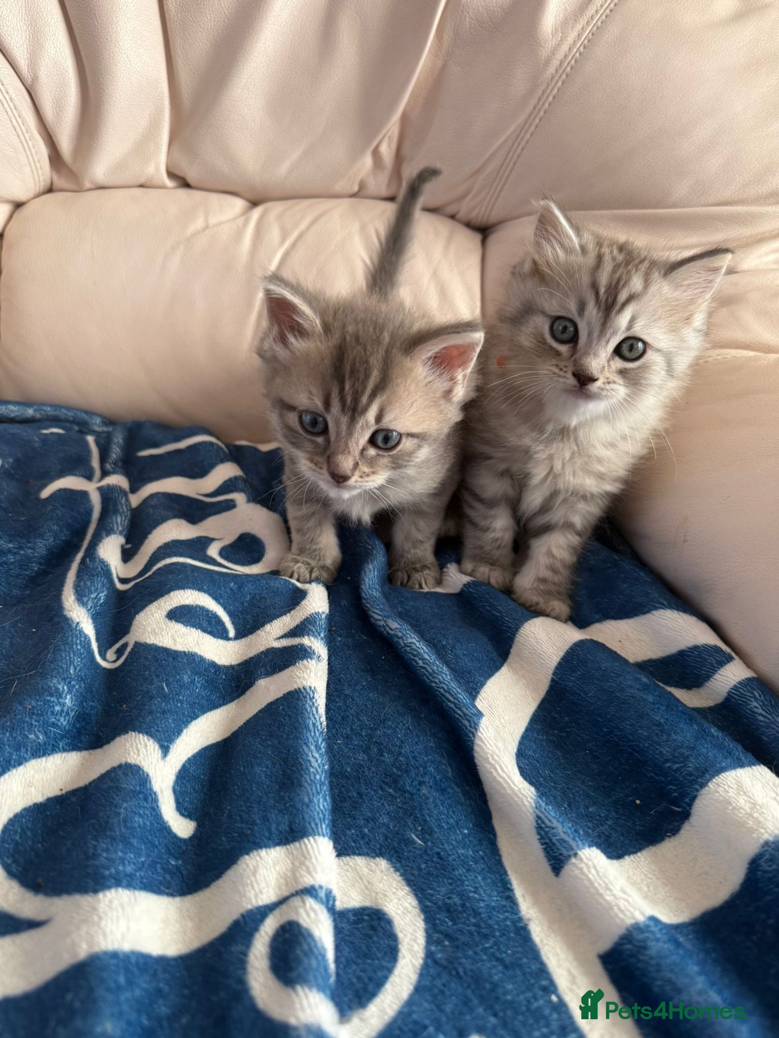 British Shorthair cats Stunning ragdoll cross BSH litter - Advert 1