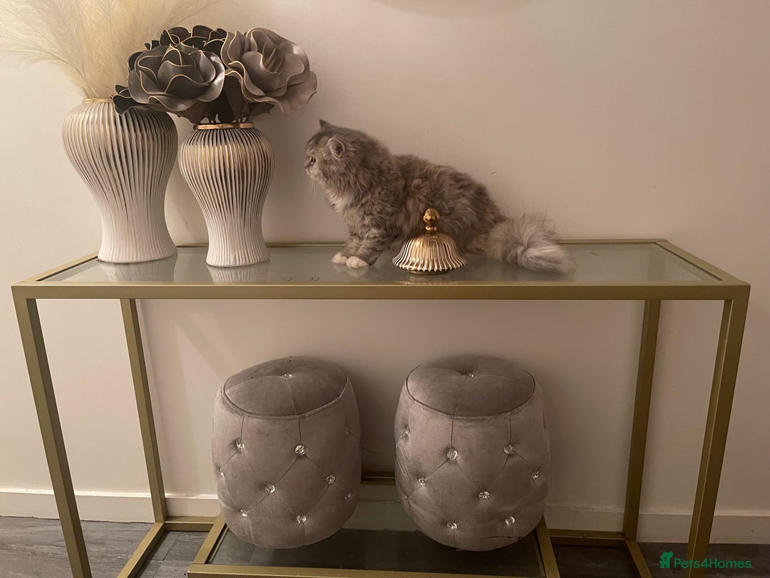 Persian cats for sale: persian kittens and mum - Advert 7