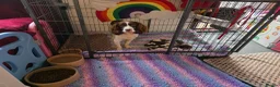 English Springer Spaniel dogs for sale: KC Health Tested, Home Reared 5 ⭐️ Liver Pups - Advert 14