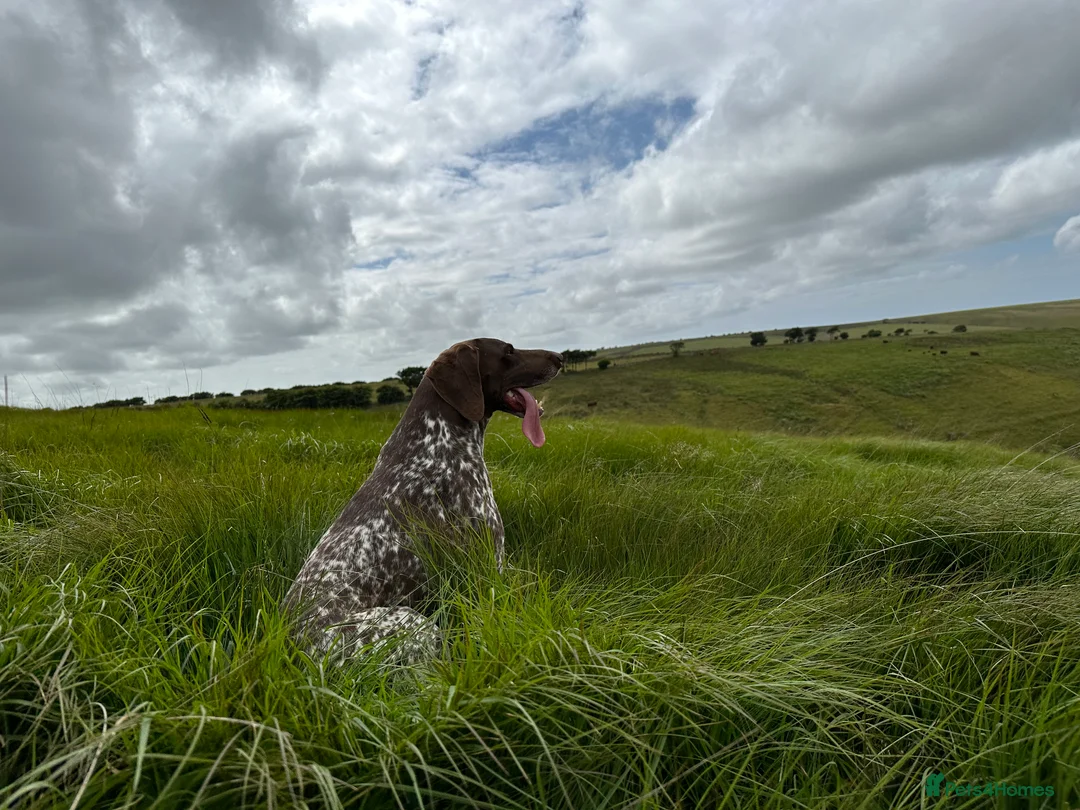 German Shorthaired Pointer dogs for sale: KC German Shorthaired Pointer Puppies - Advert 32