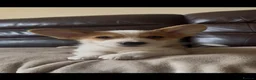 Welsh Corgi Pembroke dogs for sale: 3 Stunning KC Registered Pembroke Corgi Boys  - Advert 14