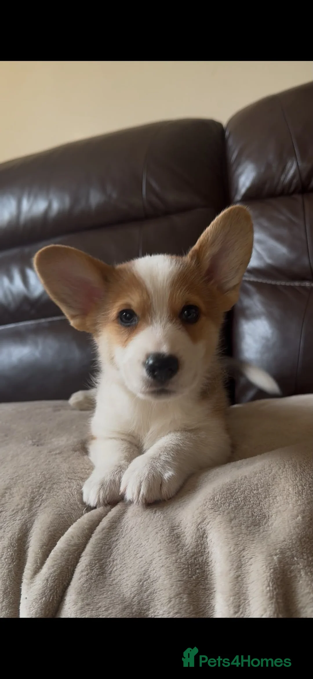 Welsh Corgi Pembroke dogs for sale: 1 Stunning KC Registered Pembroke Corgi Boy - Advert 2