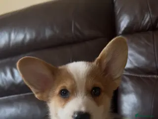 Welsh Corgi Pembroke dogs 1 Stunning KC Registered Pembroke Corgi Boy - Advert 2