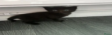 Mixed Breed Kitten 2