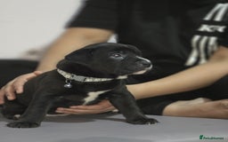 Mixed Breed dogs for sale: Labrastaff puppies (Price Negotiable) - Image 14