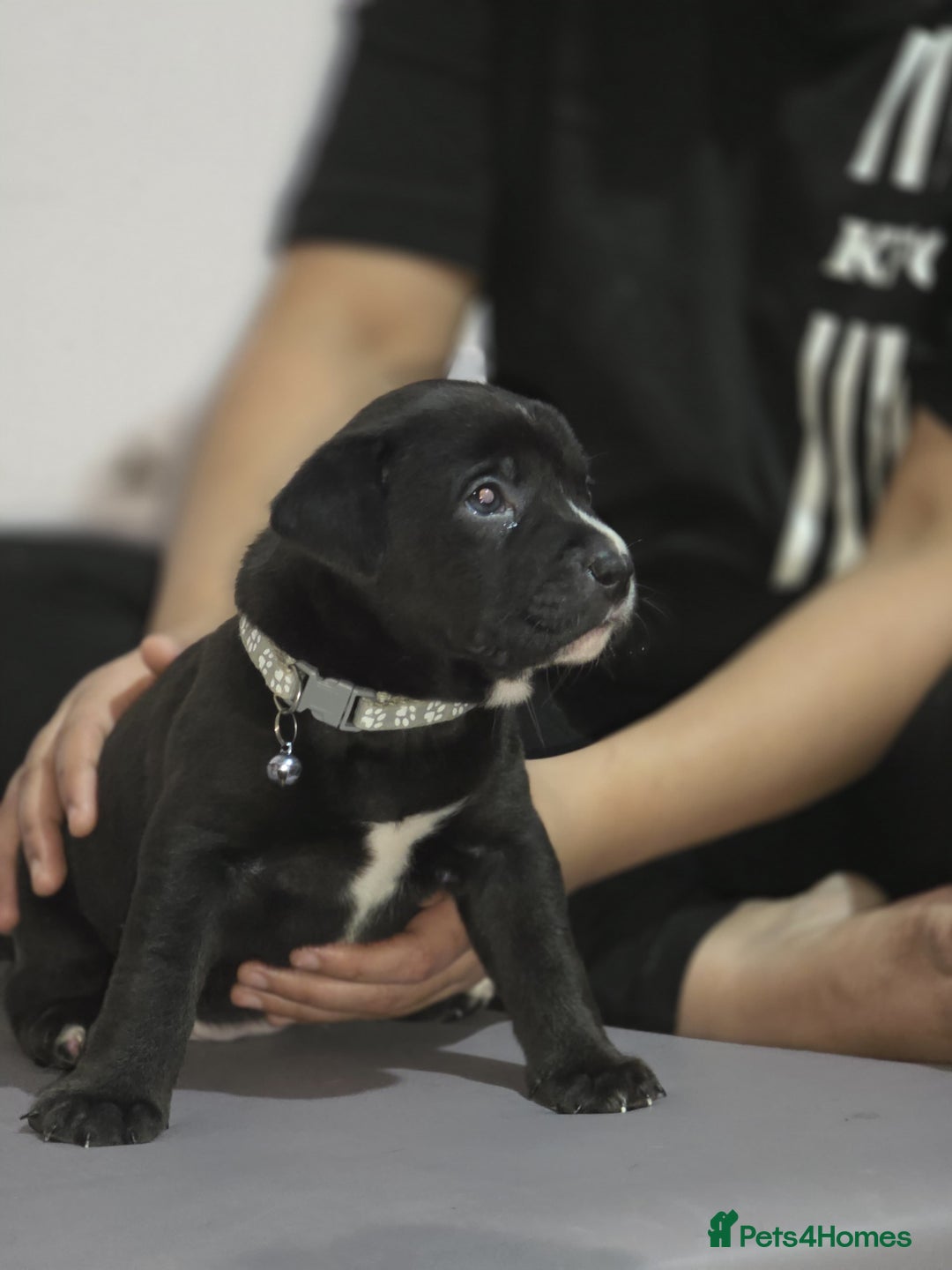 Mixed Breed dogs for sale: Labrastaff puppies (Price Negotiable) - Image 14