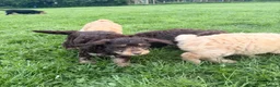 Cockapoo dogs for sale: Stunning F1 Cockerpoos🧸 - Advert 11