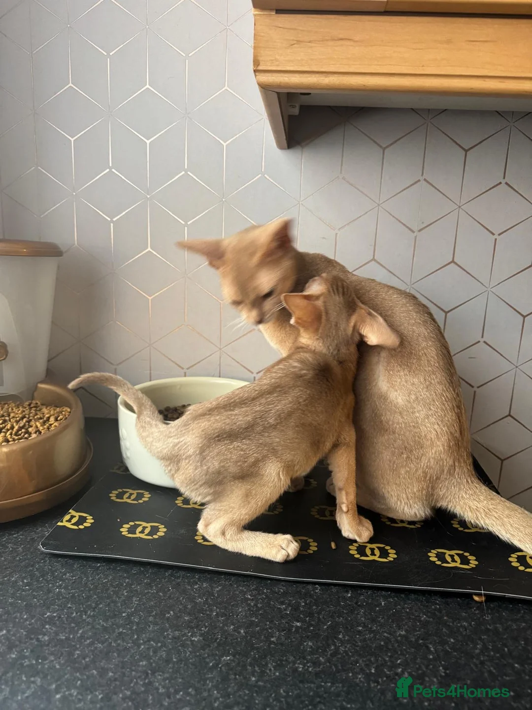 Abyssinian cats for sale: Abyssian girl looking for loving home - Advert 2