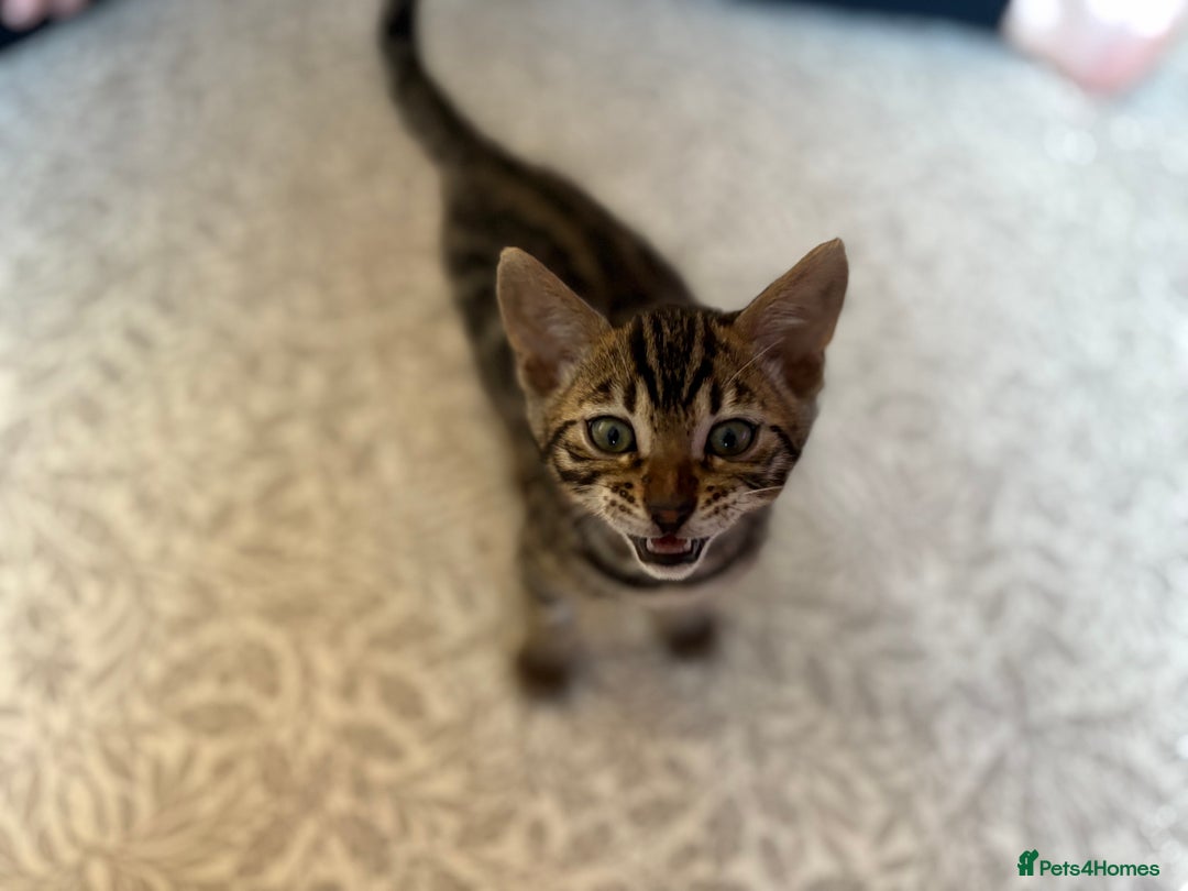 Bengal cats for sale: Pedigree TICA Bengal Brown Rosetted Male Kitten - Image 11