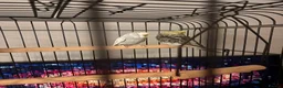 Budgerigars birds for sale: 2x female 16 week old budgies  - Advert 4