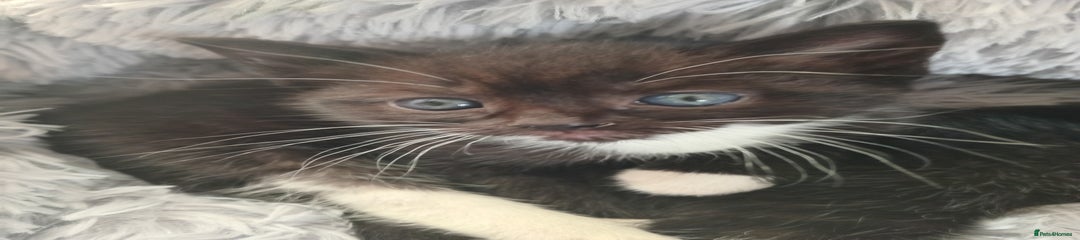 Domestic Shorthair Kitten 2