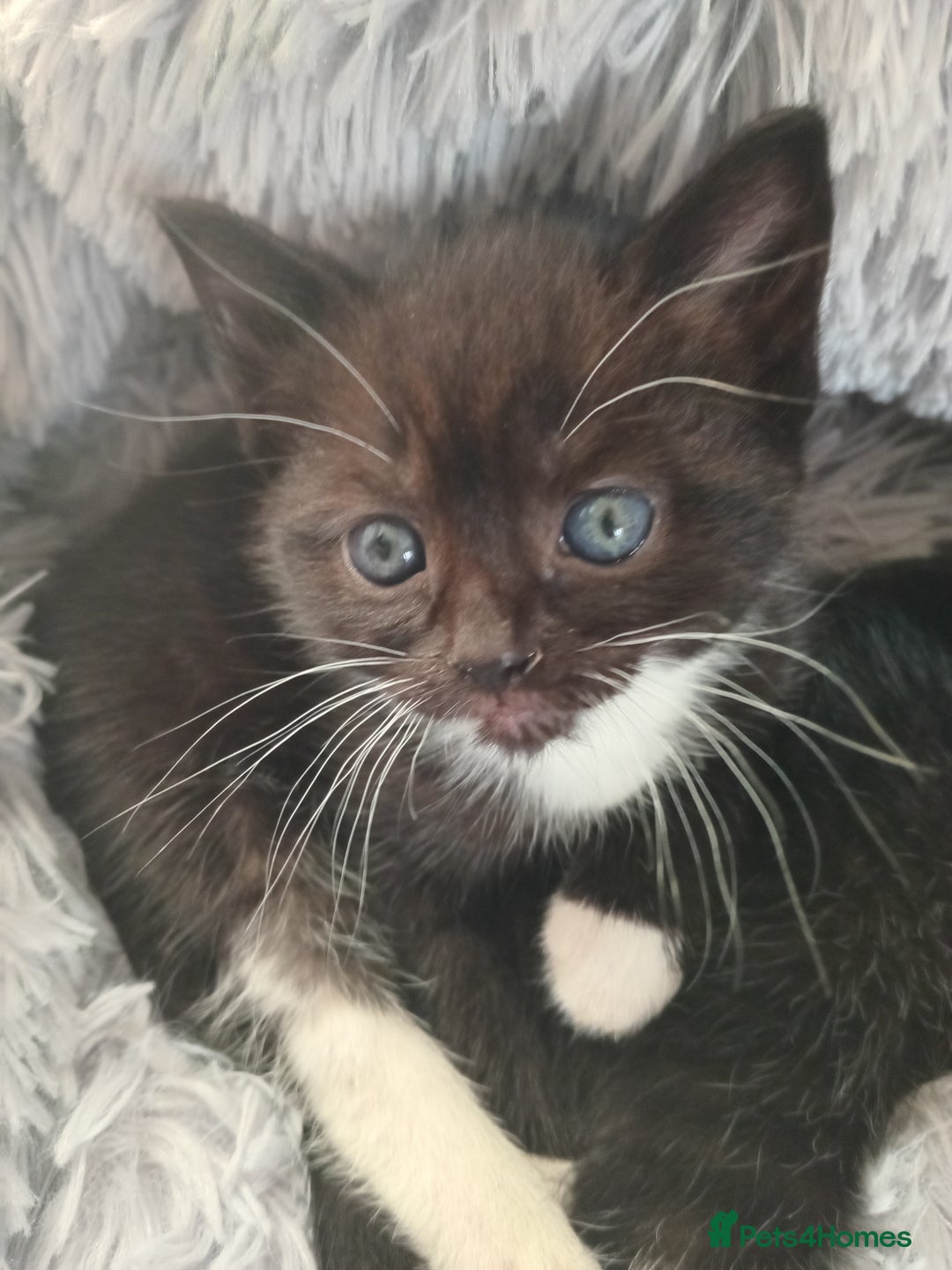 Domestic Shorthair cats for sale: Black and White Kittens For Sale - Image 4