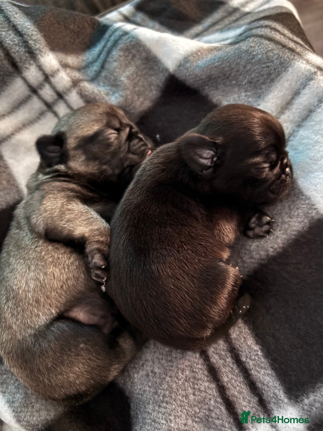 Pug dogs for sale: Puppies - Image 27