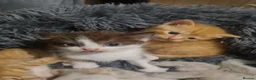 Mixed Breed cats for sale: Loving kittens looking for their new homes - Advert 3