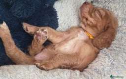 Cocker Spaniel dogs for sale: Ready now🐶X1 boy left🐶working cocker spaniel - Image 18