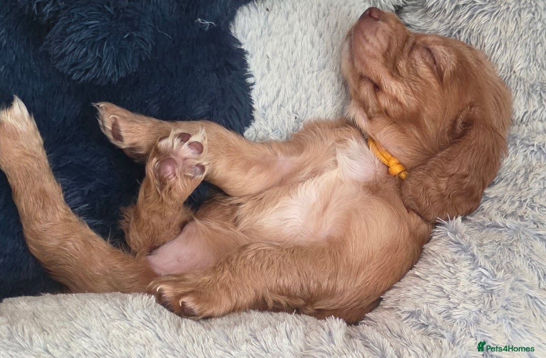 Cocker Spaniel dogs for sale: Ready now🐶X1 boy left🐶working cocker spaniel - Image 18
