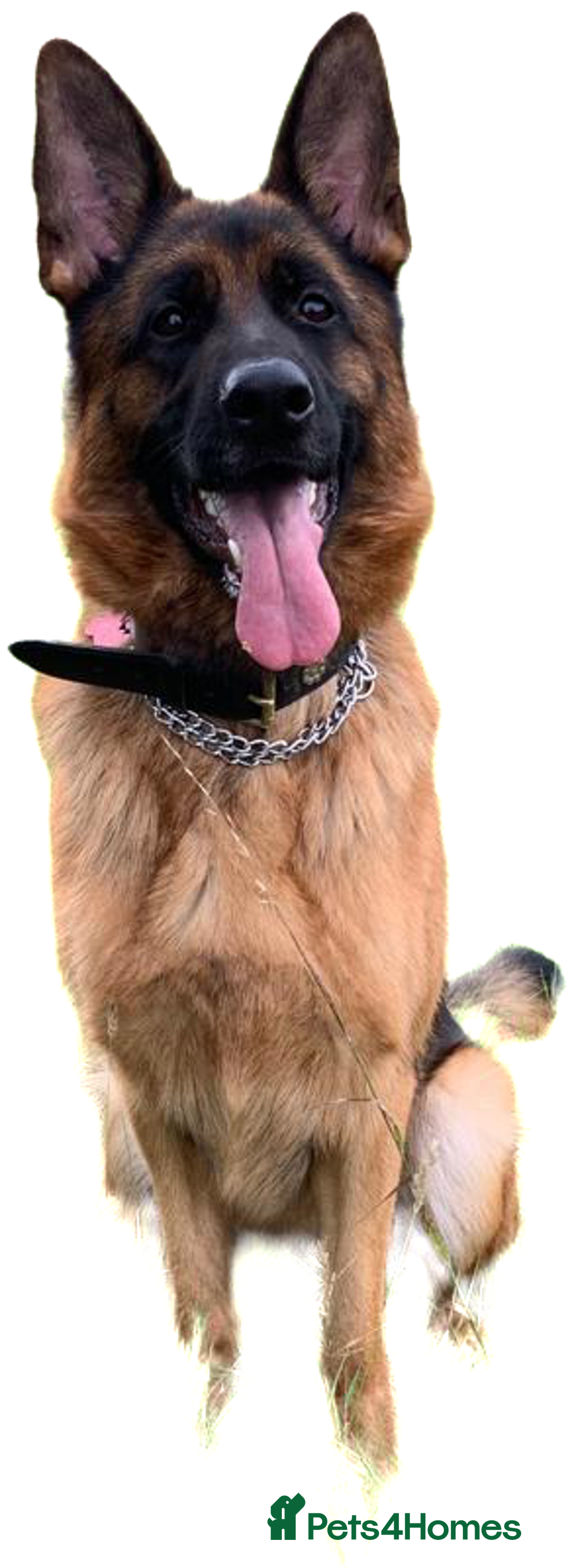 Cockapoo dogs for sale: KC CH LINE LIVER COCKER SPANIEL BITCHES - Advert 5