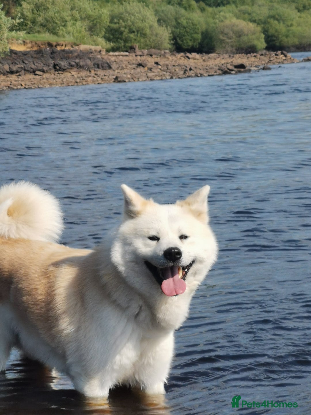Japanese Akita Inu dogs for stud: Japanese Akita for stud - Image 6