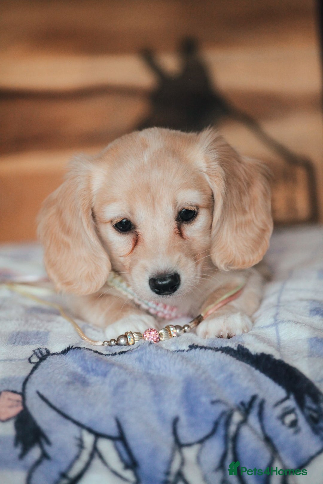 Miniature Dachshund dogs for sale: CREAM MINIATURE DACHSHUNDS CHAMPION PEDIGREE  - Image 22