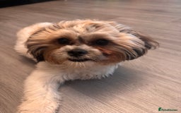 Zuchon dogs for sale: Bichon Frise ** hih Tzu girl, born on 8th Nov 2024 - Image 4