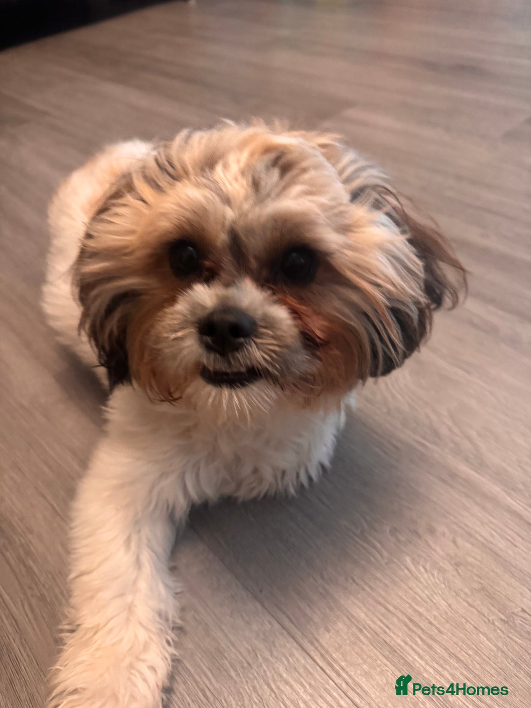 Zuchon dogs for sale: Bichon Frise ** hih Tzu girl, born on 8th Nov 2024 - Image 4