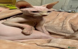 Sphynx cats for sale: Sweet & Sensitive Sphynx Seeks Loving Patient Home - Image 2
