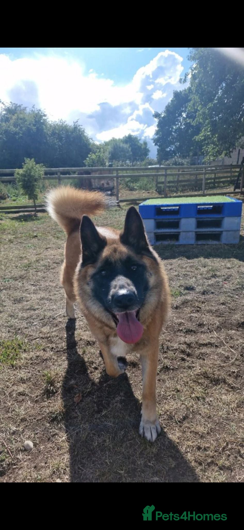 Mixed Breed dogs German Shepherd x Akita rehoming - Advert 1