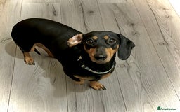 Dachshund dogs for sale: Gorgeous Black and Tan Dachshund Puppies - Image 6