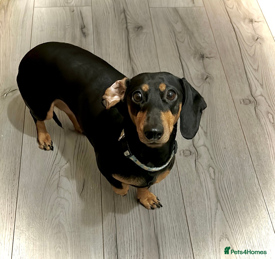 Dachshund dogs for sale: Gorgeous Black and Tan Dachshund Puppies - Image 6