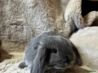 French Lop rabbits 1 boy still available - Advert 8