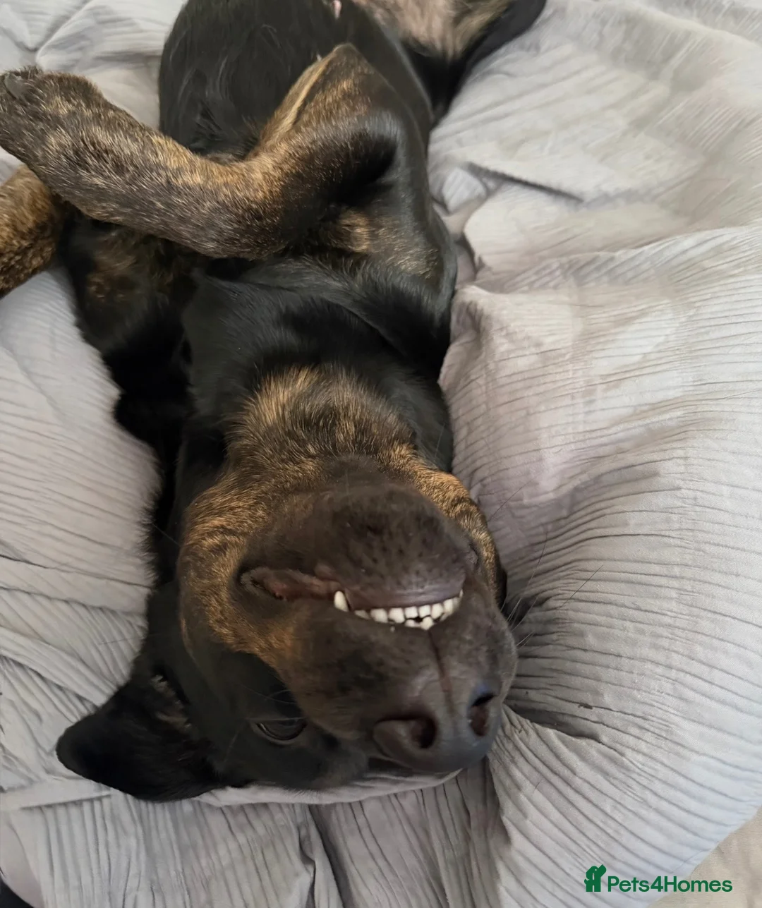Mixed Breed dogs for sale: for sale in Rugeley - Advert 5