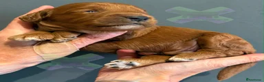 Cockapoo 3