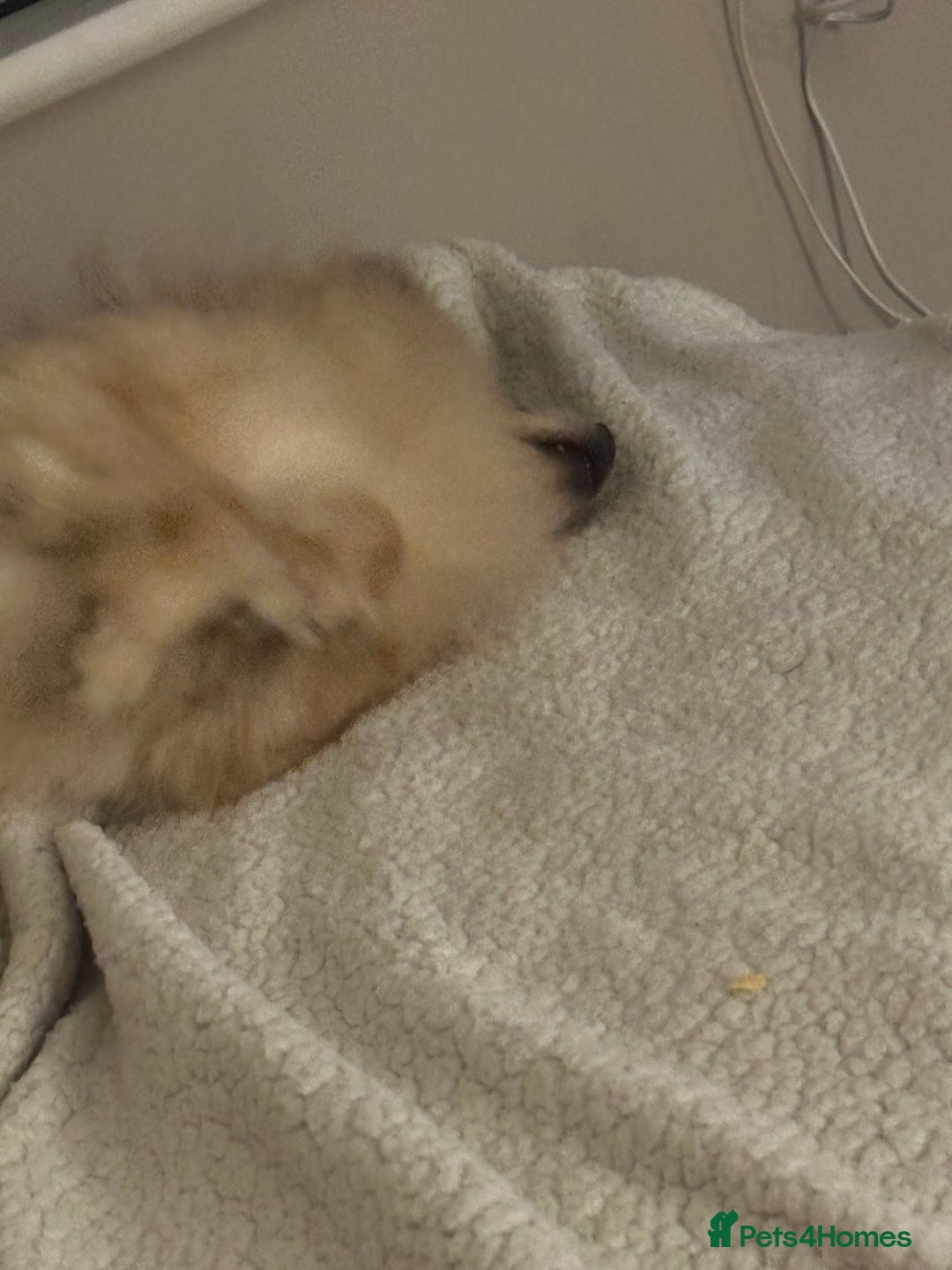 Pomeranian dogs for sale: Sky- female pom - Advert 8