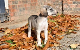 Saluki dogs for sale: ✨Pure Persian Saluki Litter,Now Available✨ - Image 4