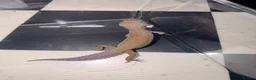 Leopard Gecko reptiles for sale: Mixed baby Leopard Geckos & 1 Black night - Advert 16