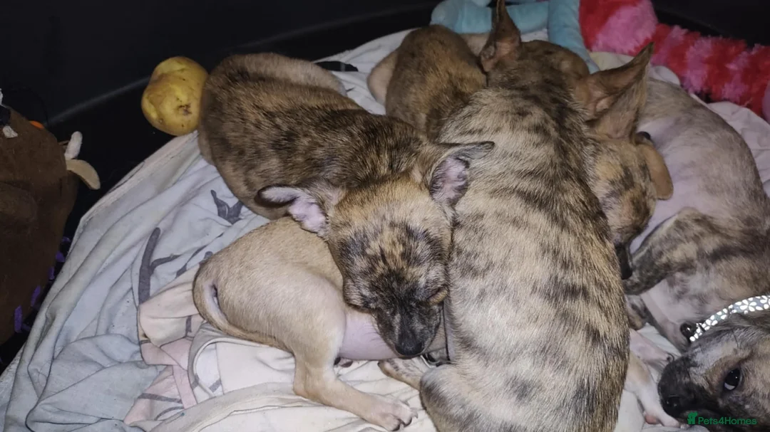 Chihuahua dogs for sale: Beautiful puppies ready for forever homes  - Advert 12