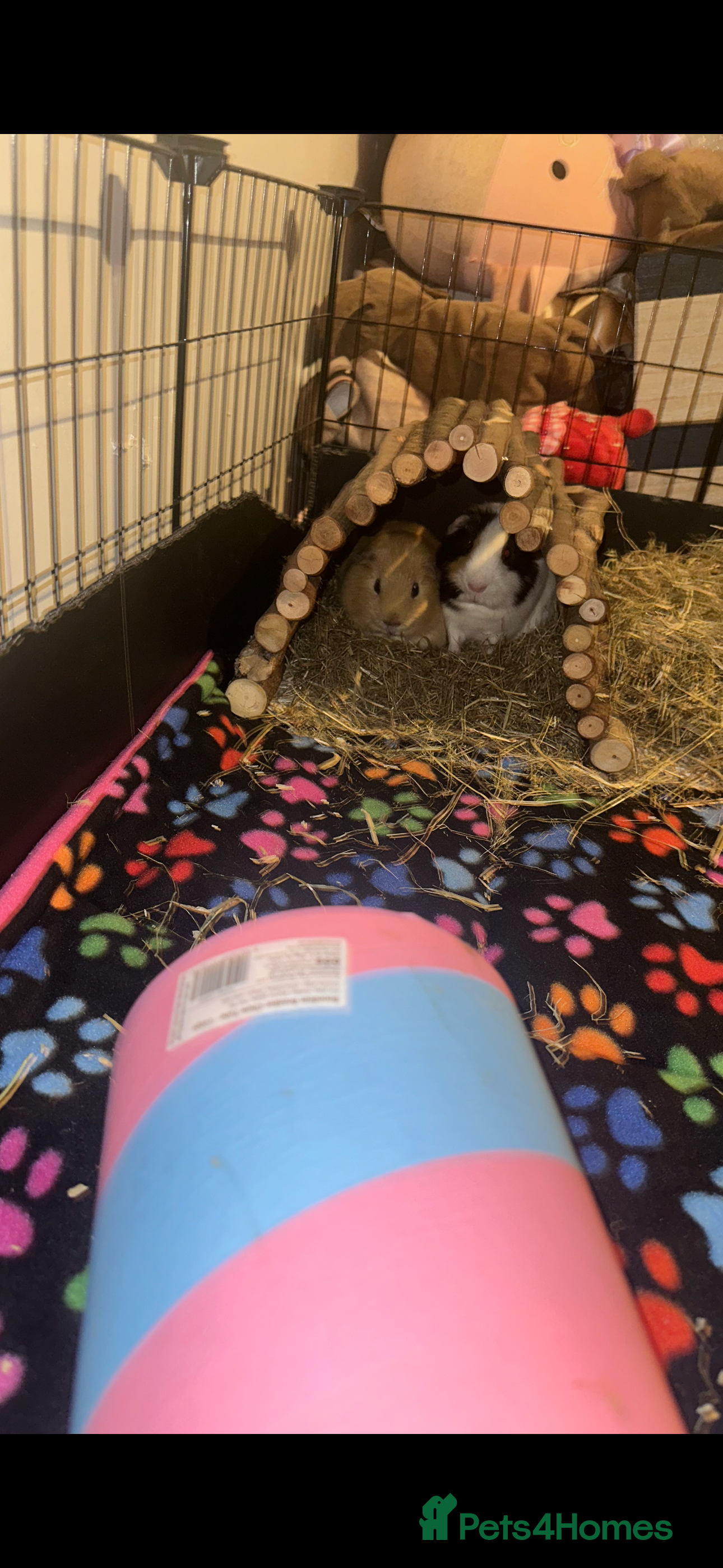 Guinea Pig rodents Pair of male guinea pigs - Advert 16