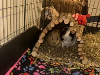 Guinea Pig rodents Pair of male guinea pigs - Advert 16