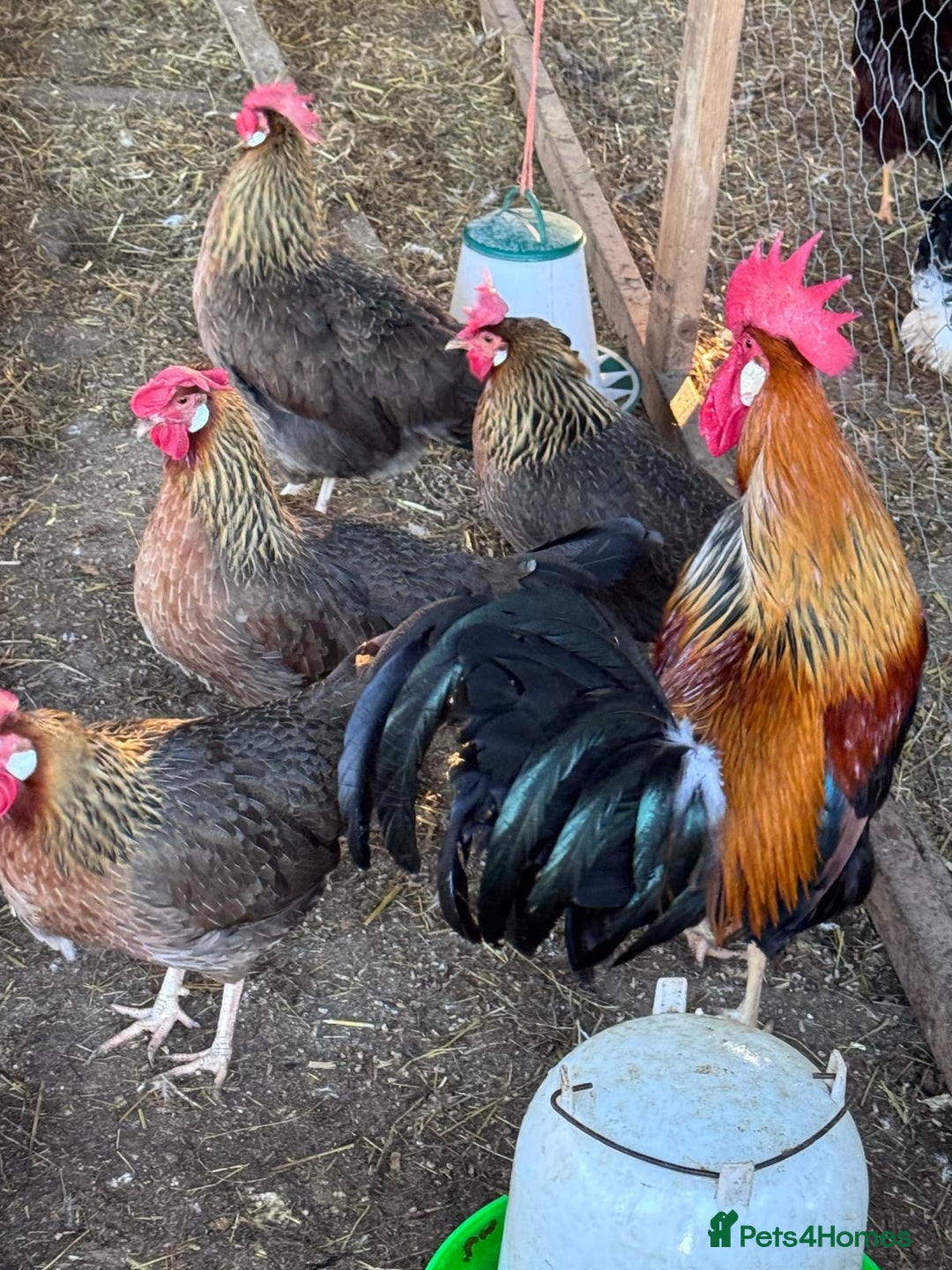 Chickens poultry for sale: Trio of brown leghorns  - Image 7