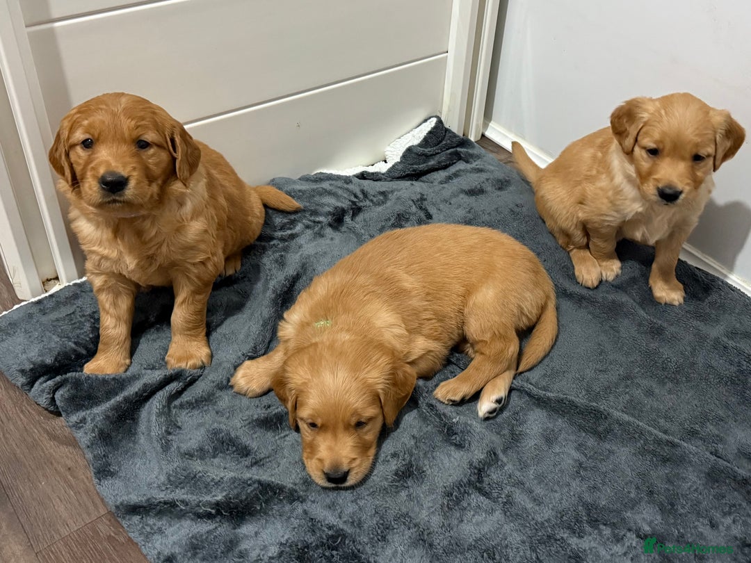 Golden Retriever dogs for sale: Dark Red Golden Retriever Pups Ready 1st November - Image 15